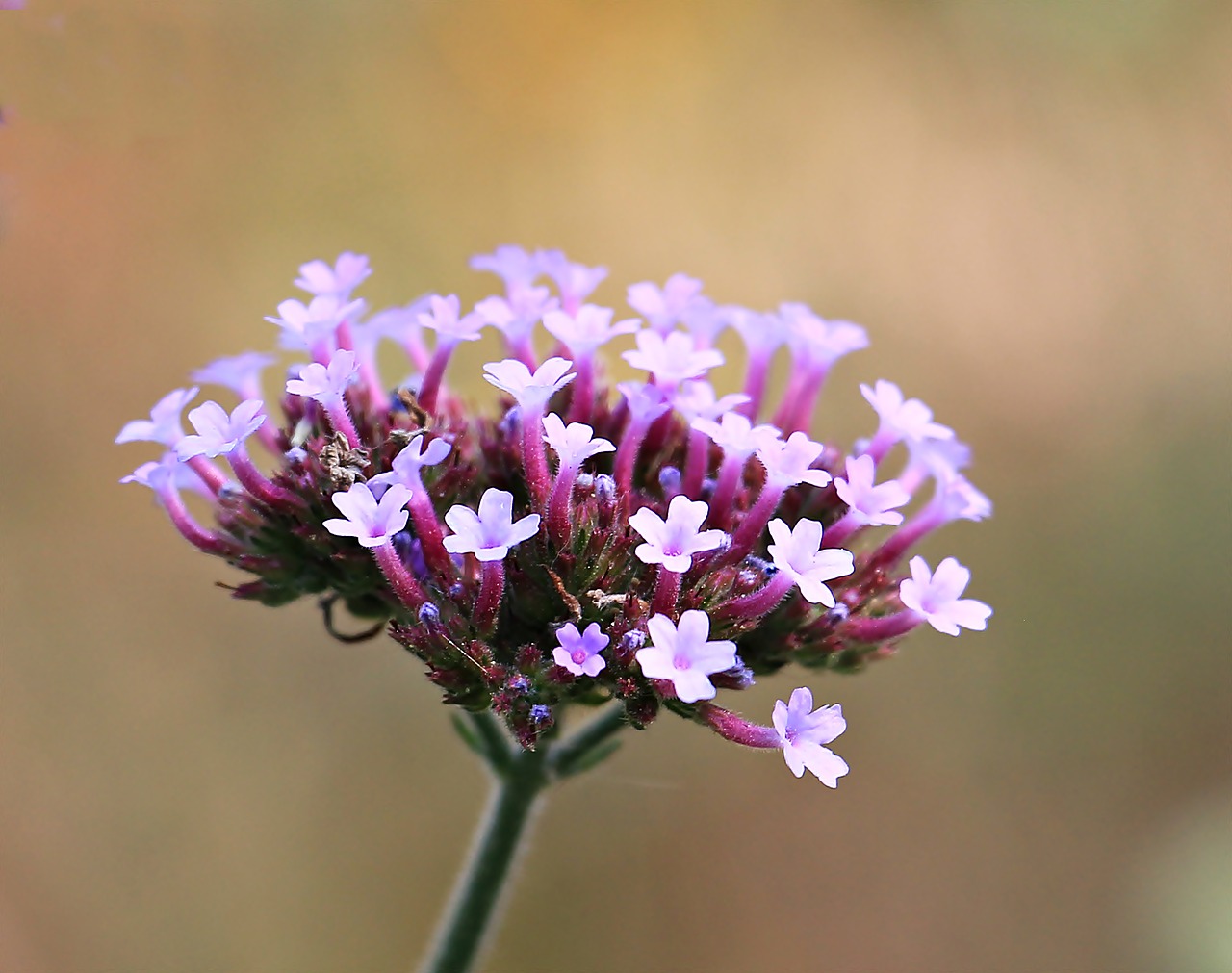 flower blossom bloom free photo