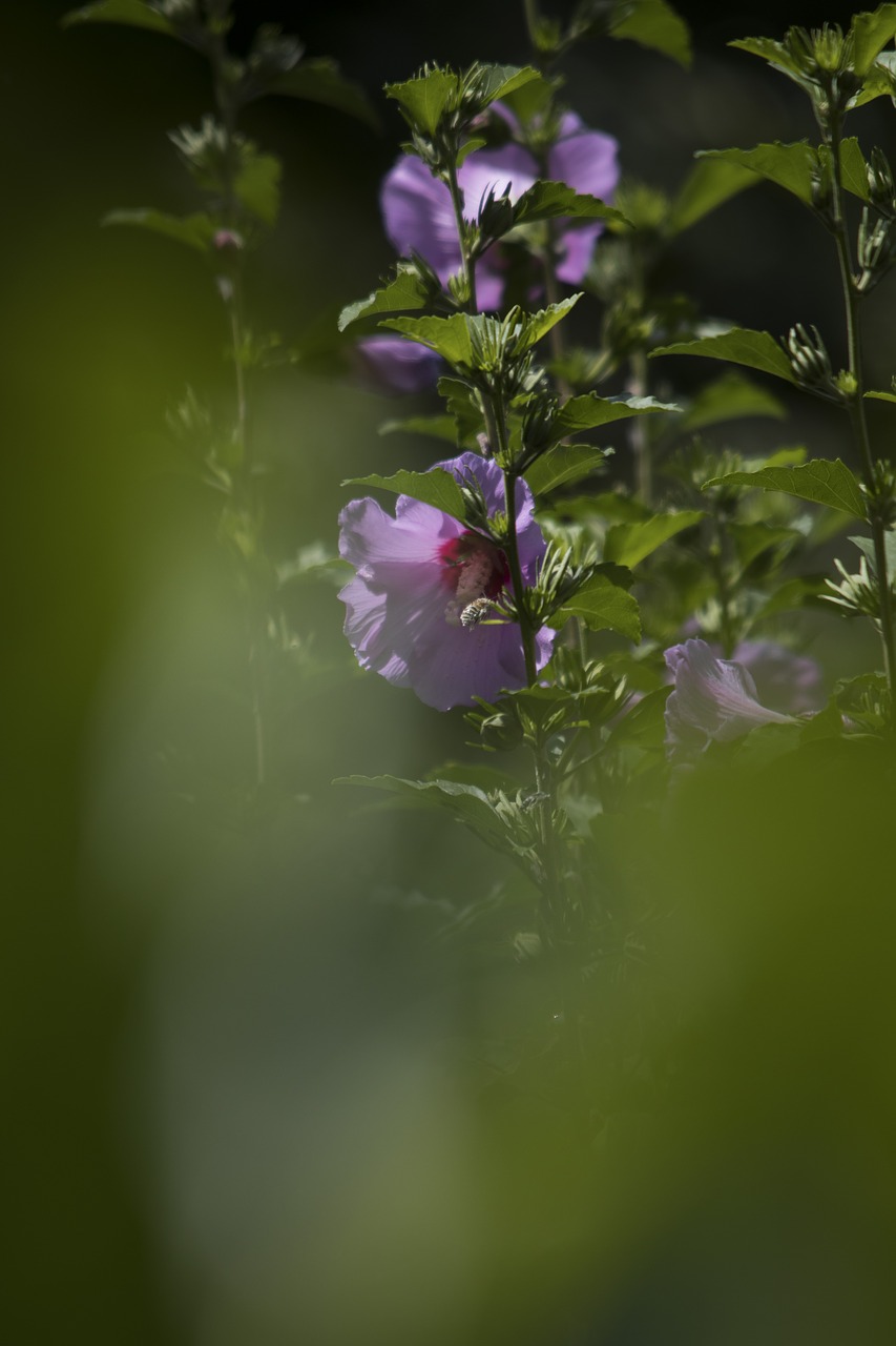 flower rosa nature free photo