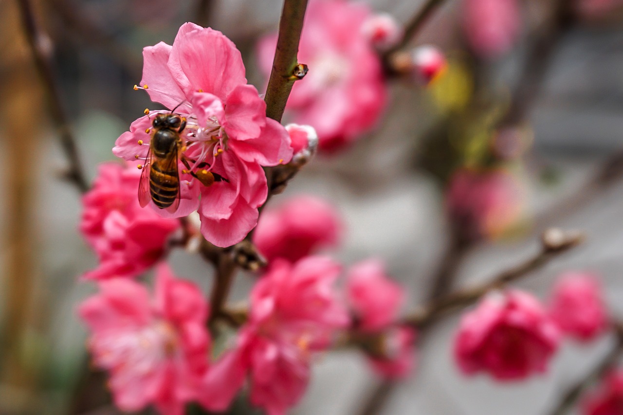 flower bee honey free photo