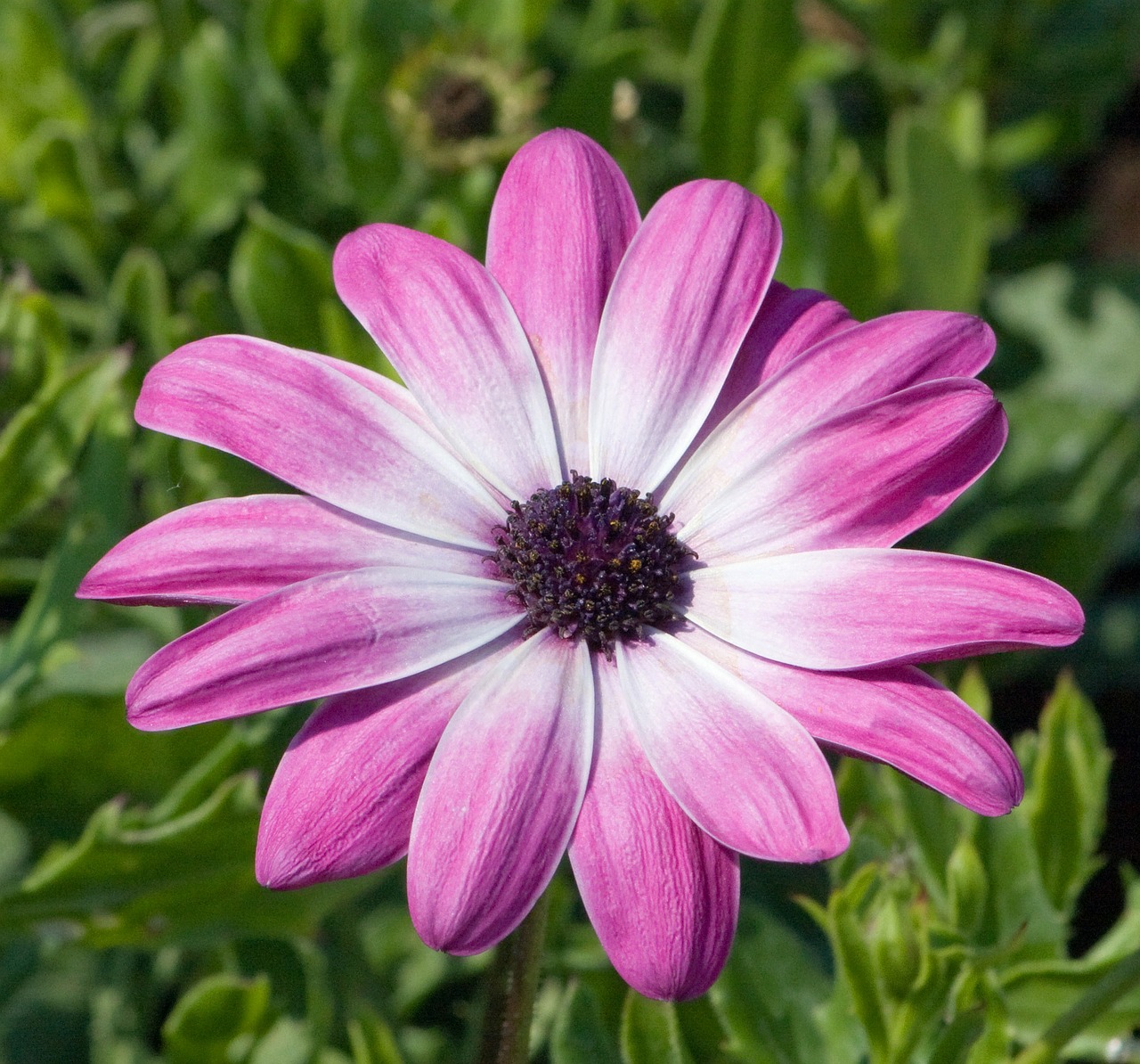 flower pink daisy free photo