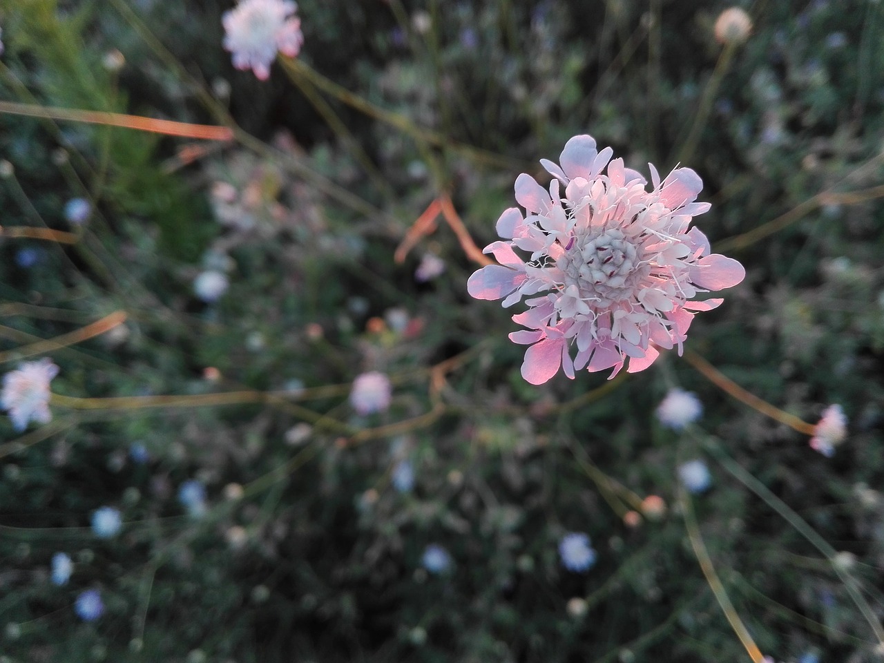 flower plants nature free photo