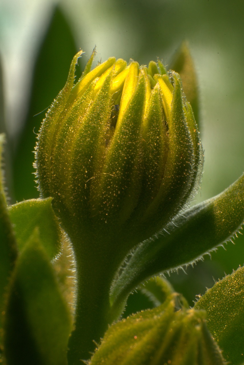 flower macro bloom free photo