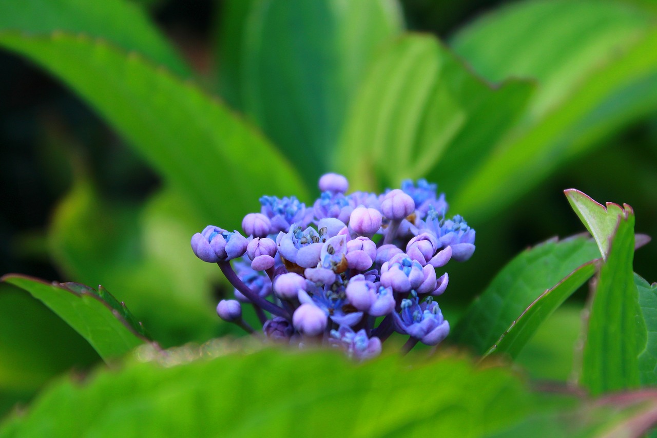 flower plant bush free photo