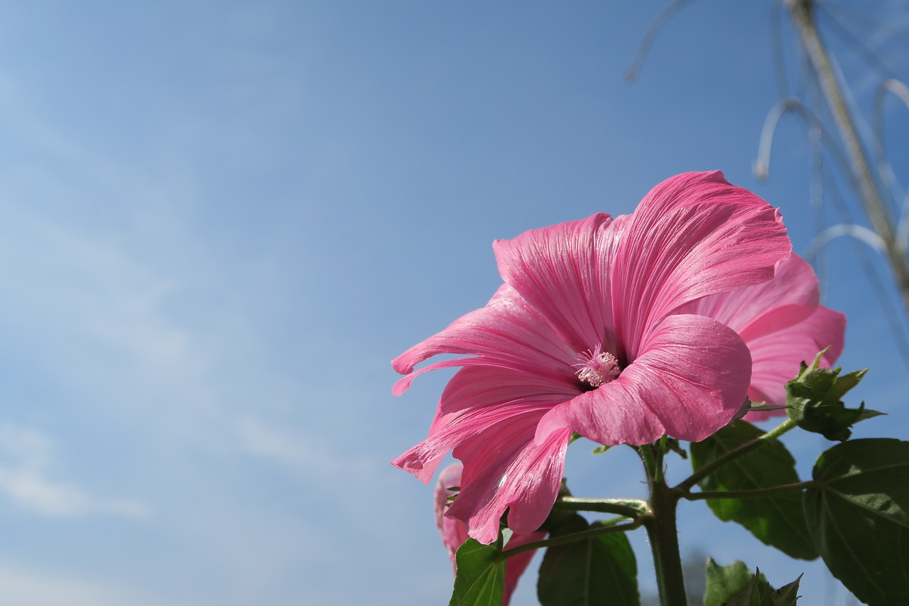 flower sky pink free photo