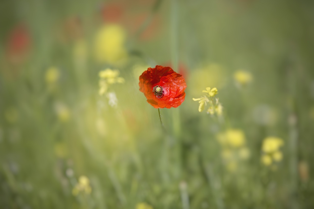 flower color red free photo