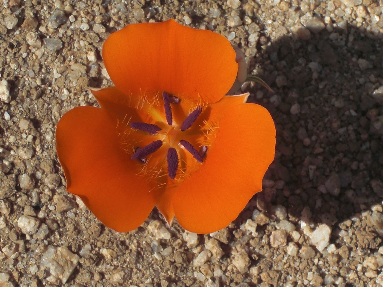 flower bloom season free photo