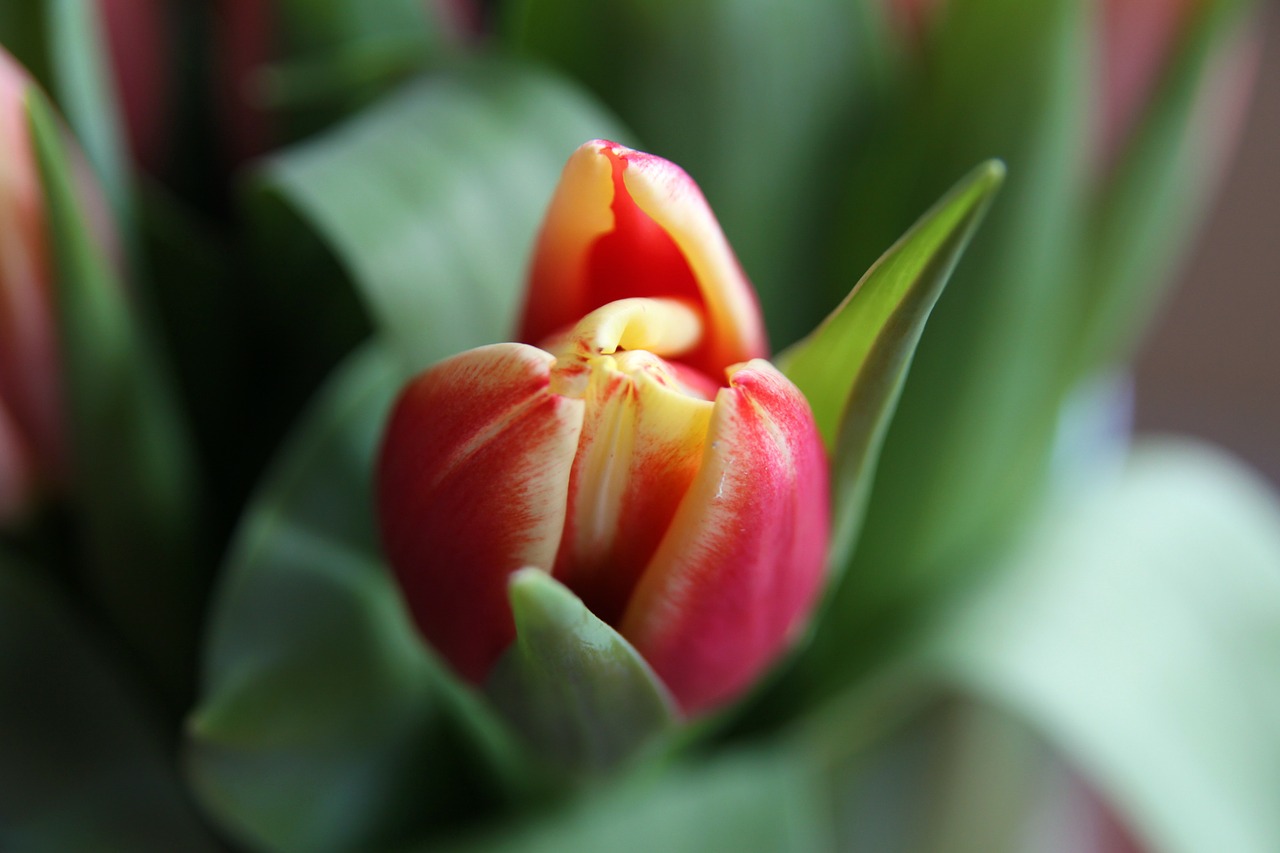 blossom bloom tulip free photo