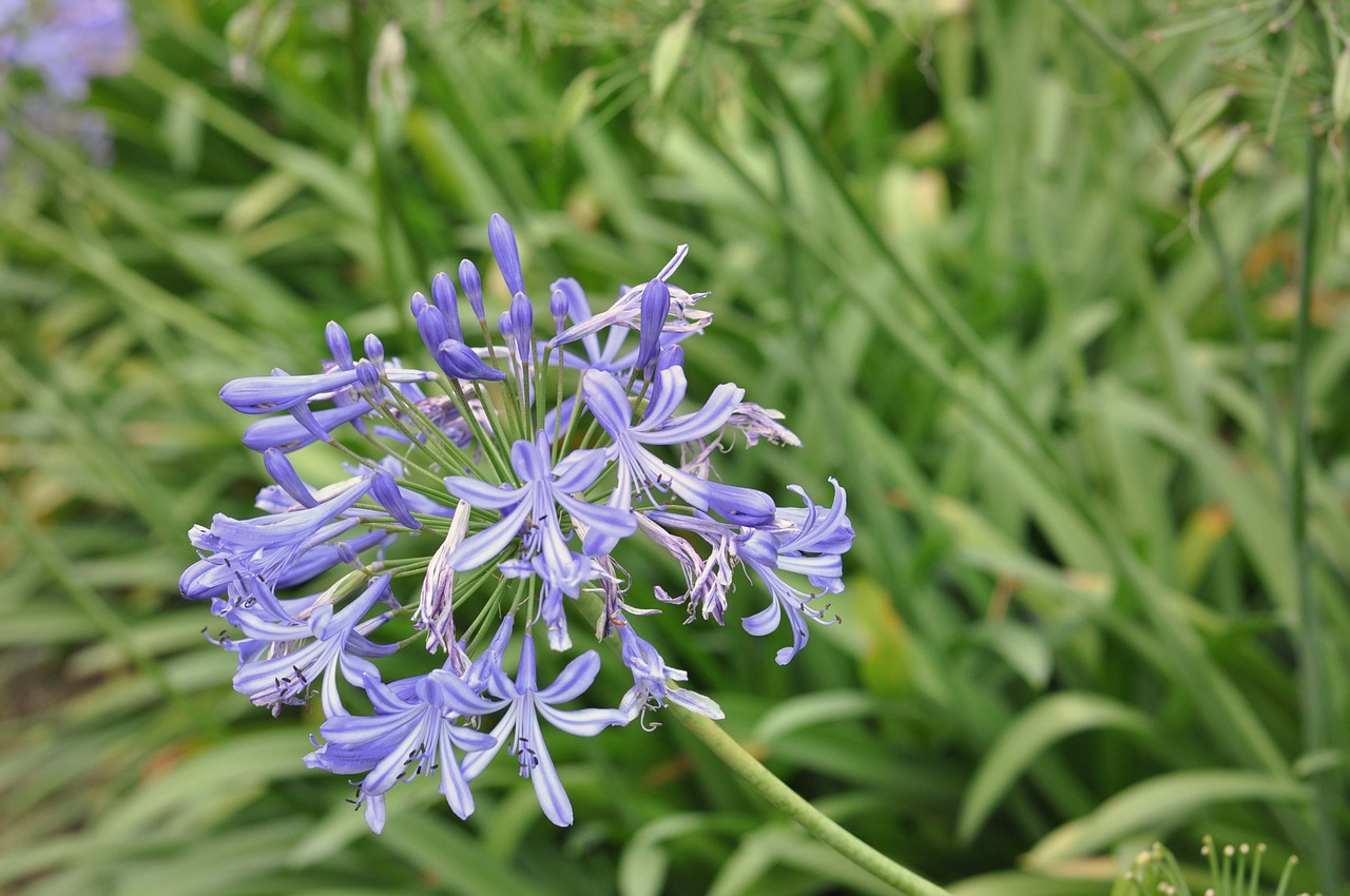 flower flowers purple free photo