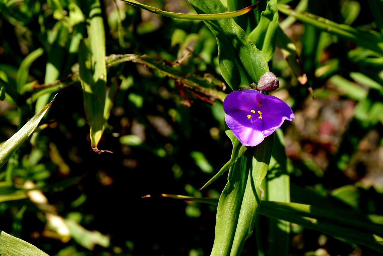 blossom bloom purple free photo