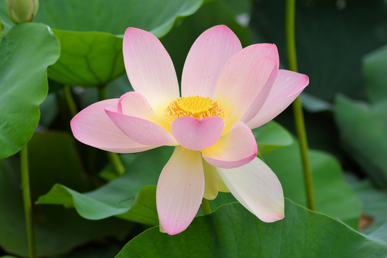 flower water lily nature free photo