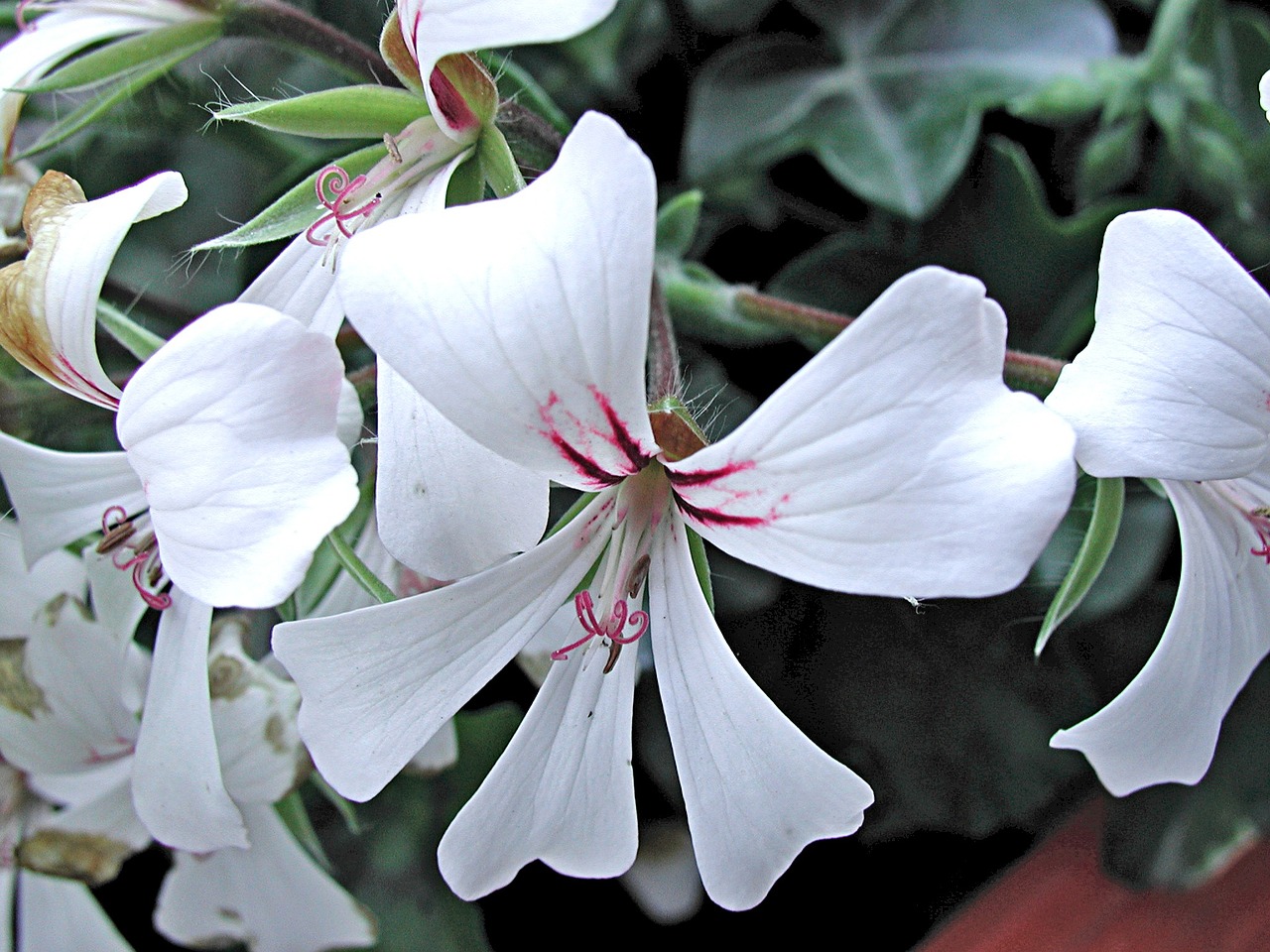 blossom bloom plant free photo