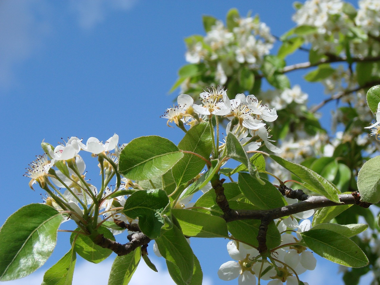 flower green plant free photo