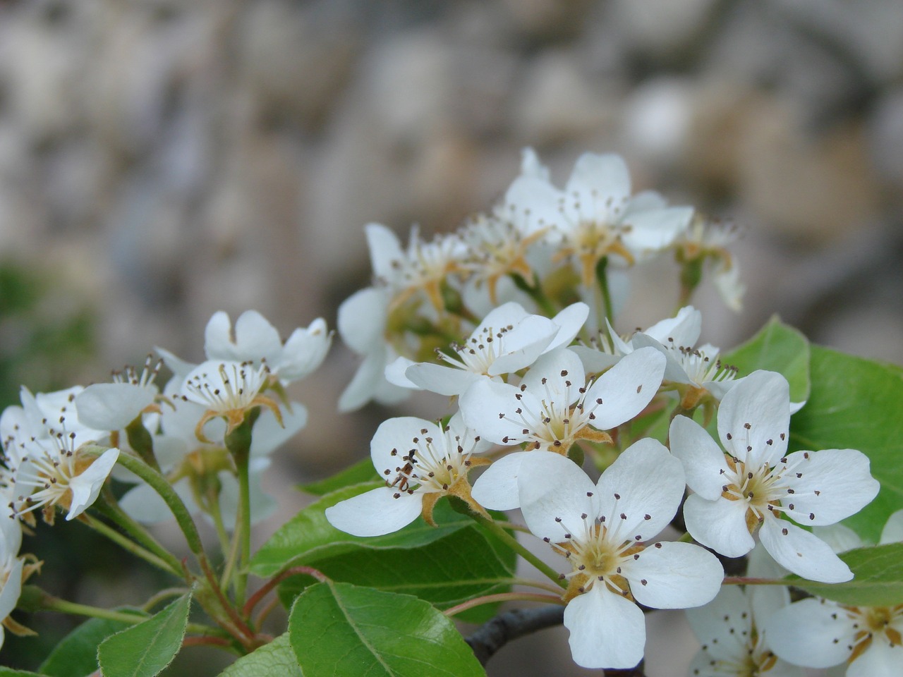 flower green plant free photo