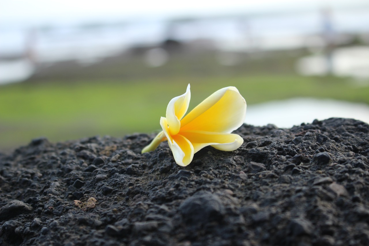 flower nature yellow free photo