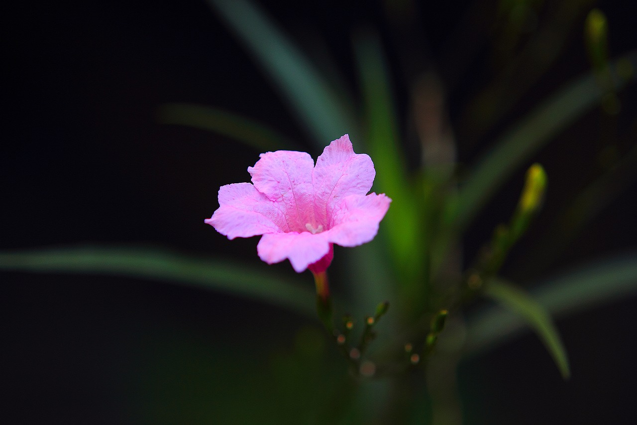 flower plant garden free photo