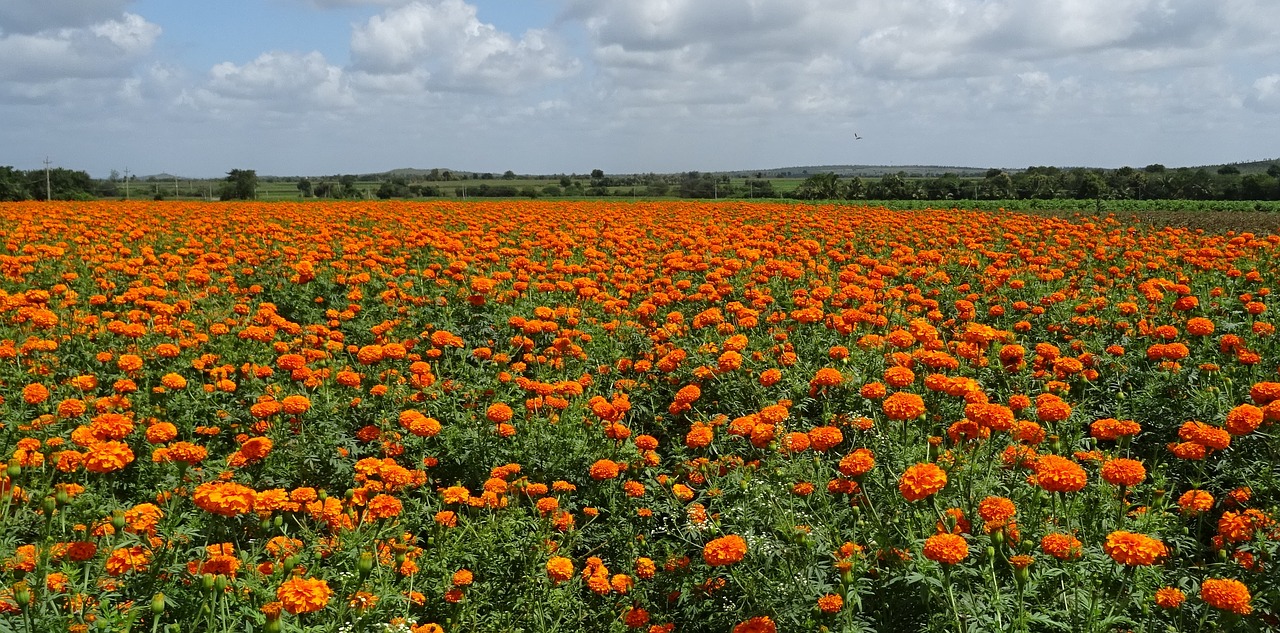 flower marigold orange free photo