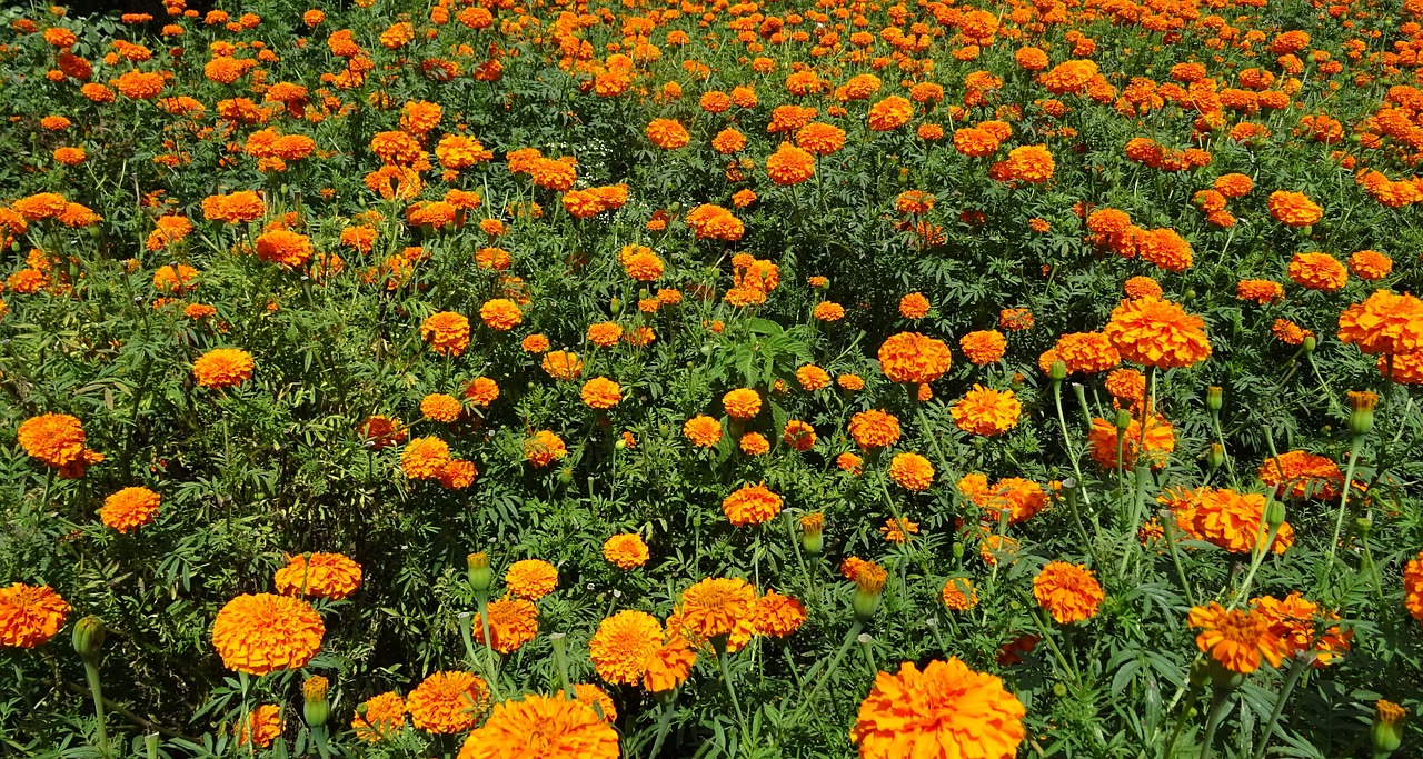 flower marigold orange free photo