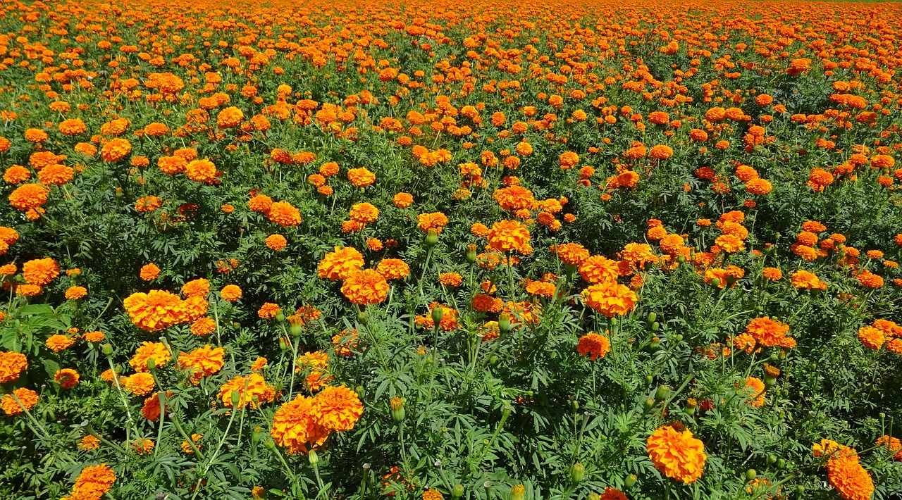 flower marigold orange free photo