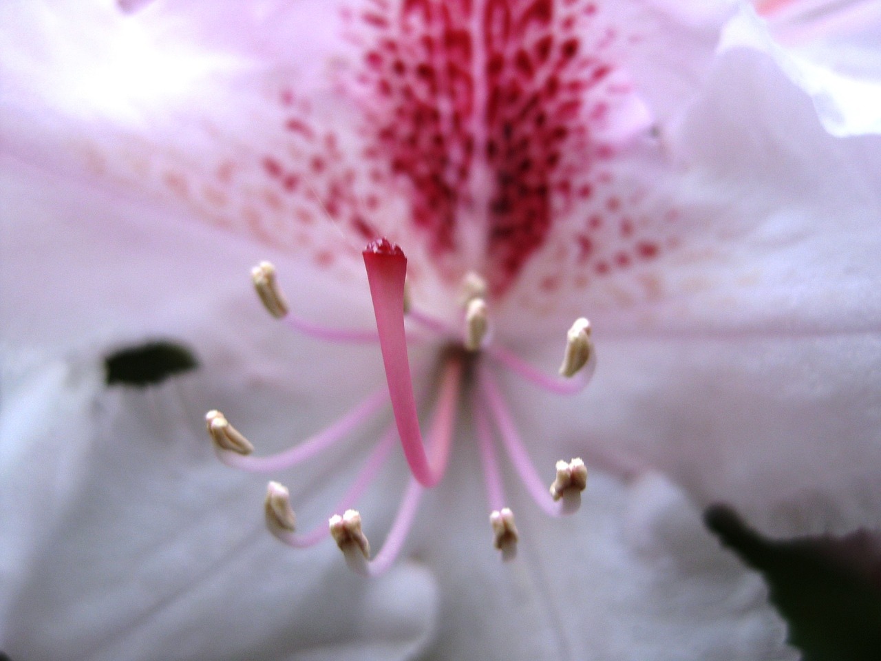 flower white plant free photo