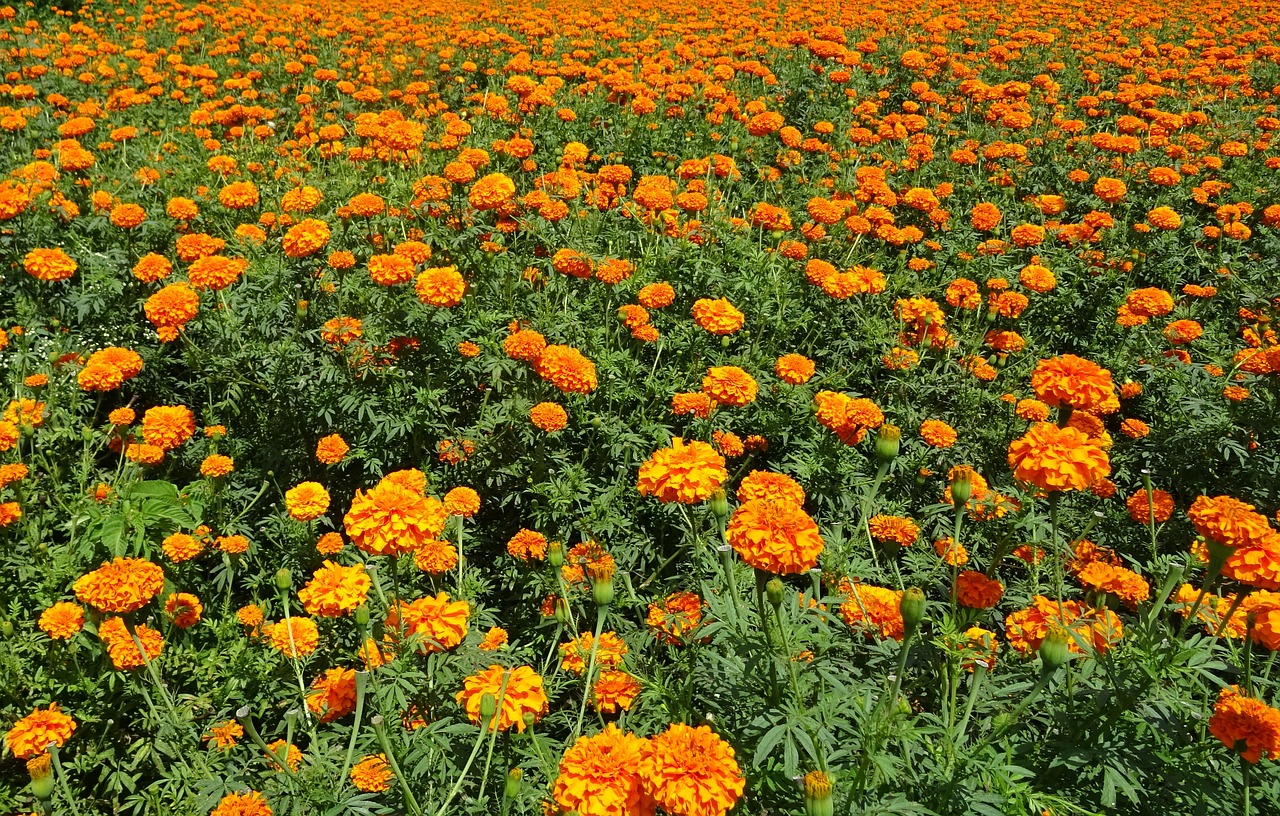 flower marigold orange free photo