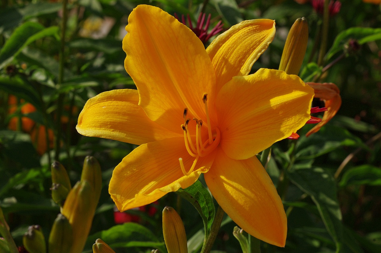 blossom bloom lily free photo