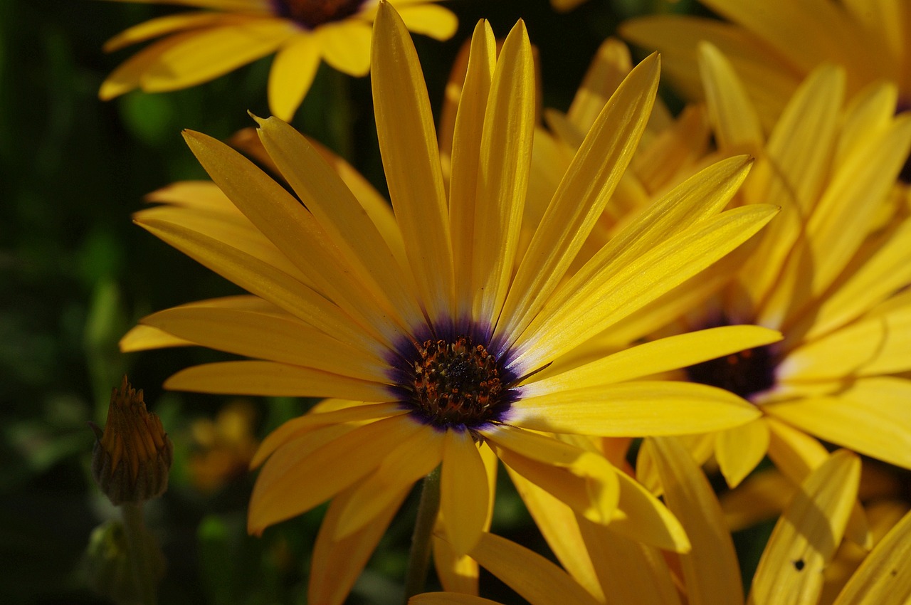 blossom bloom flower free photo