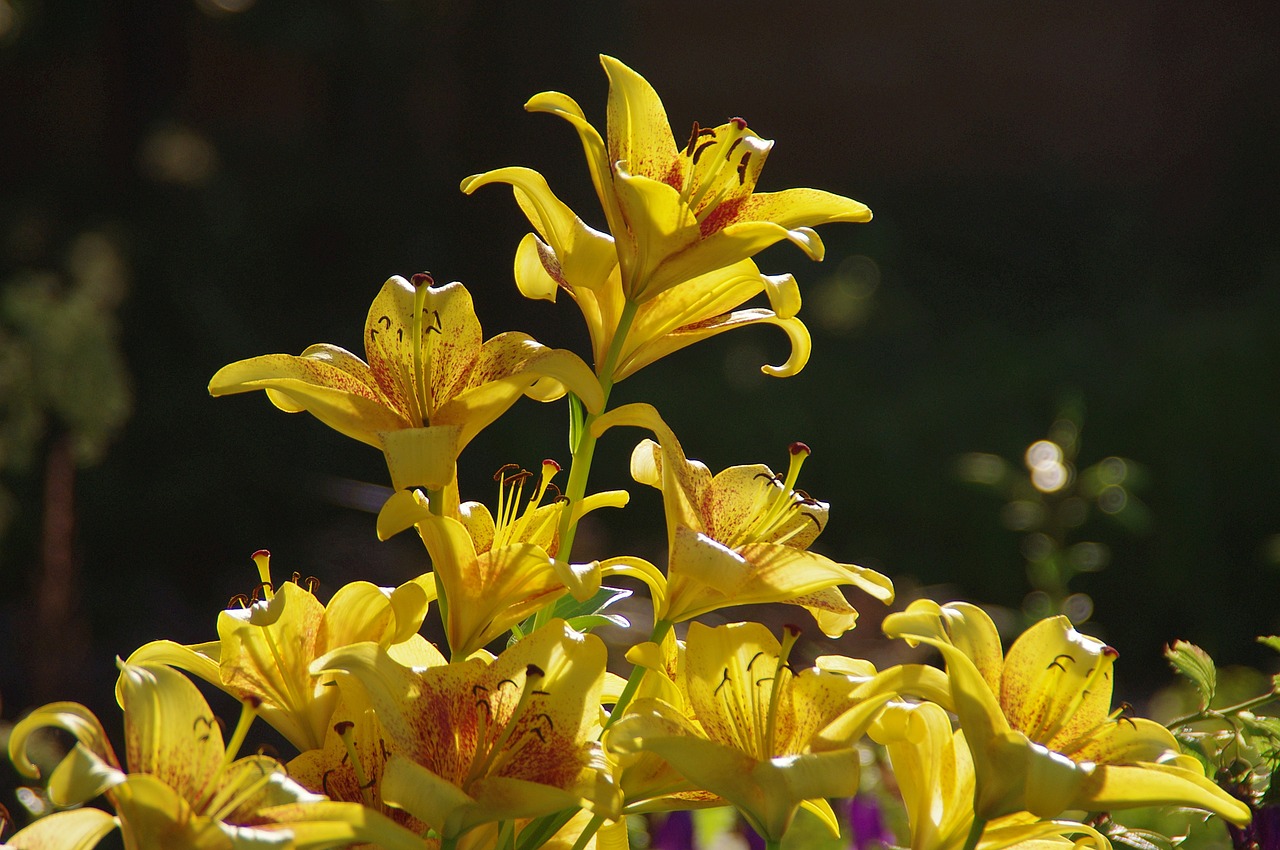 blossom bloom lily free photo