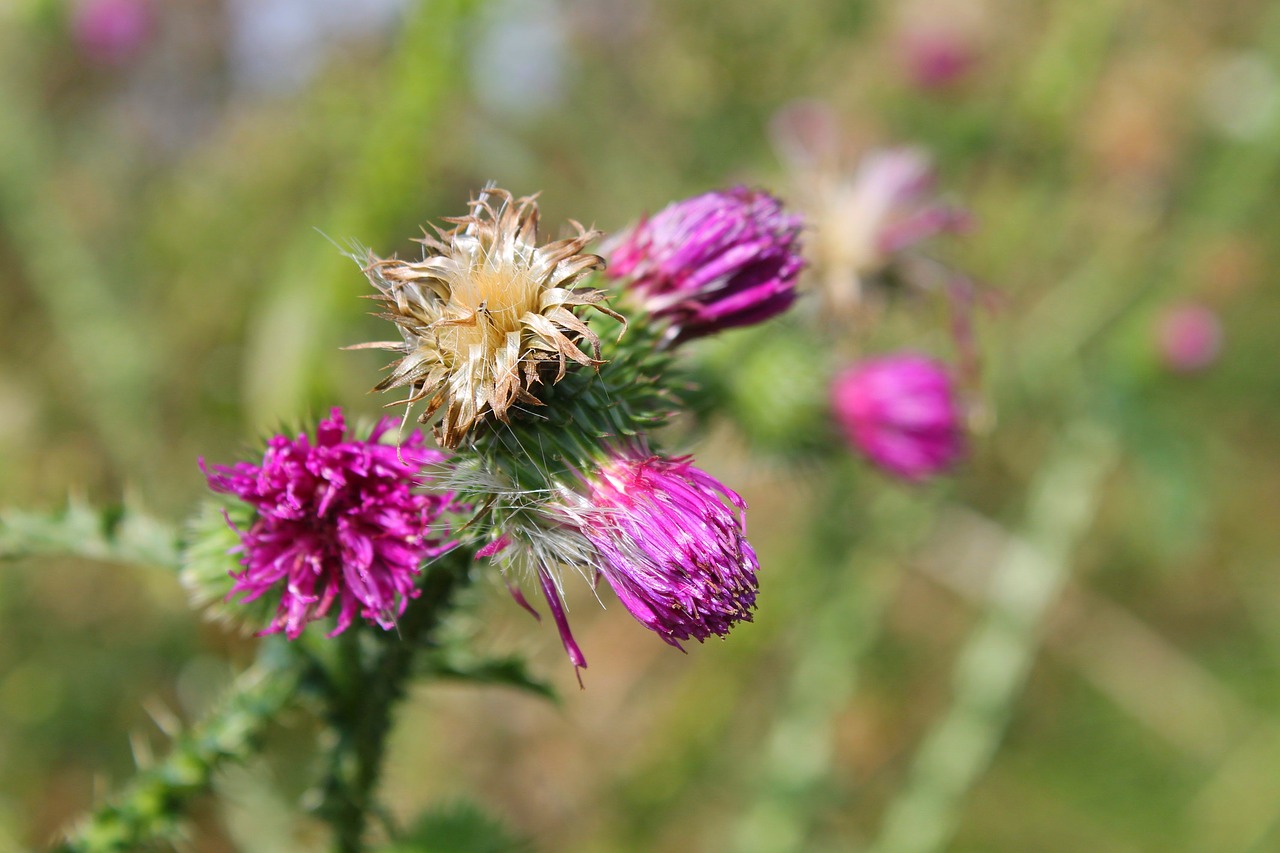 thistle flower plant free photo