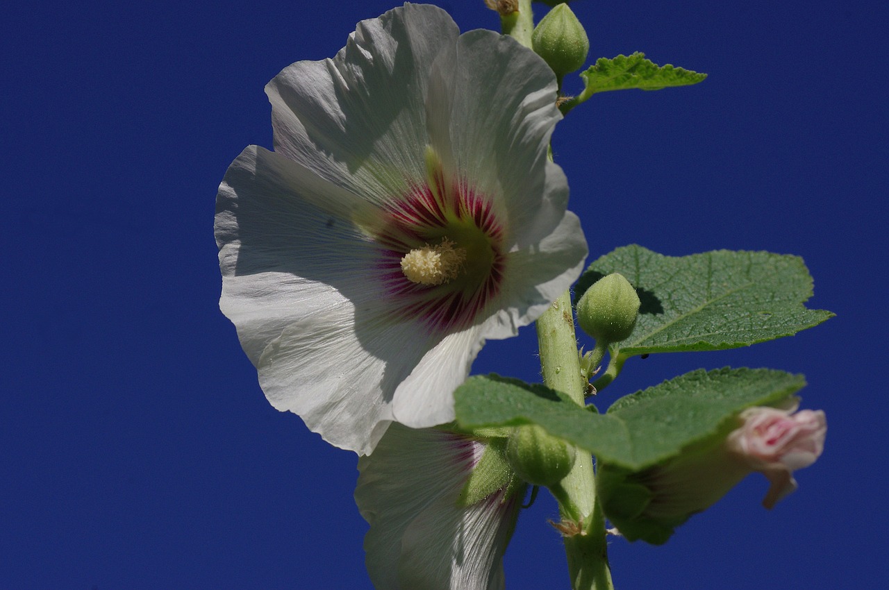 blossom bloom mallow free photo