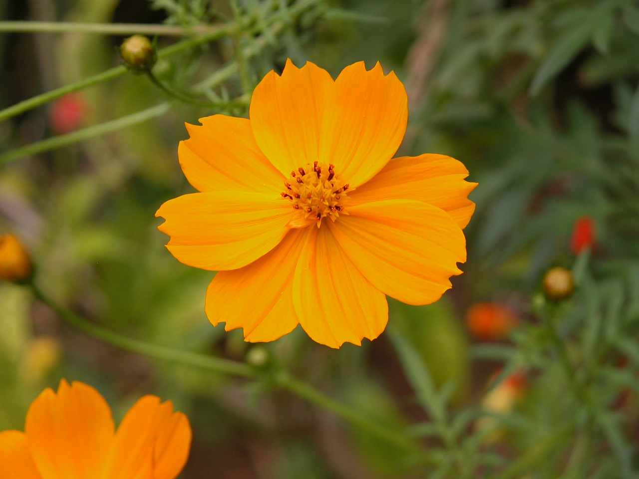 flower orange nature free photo