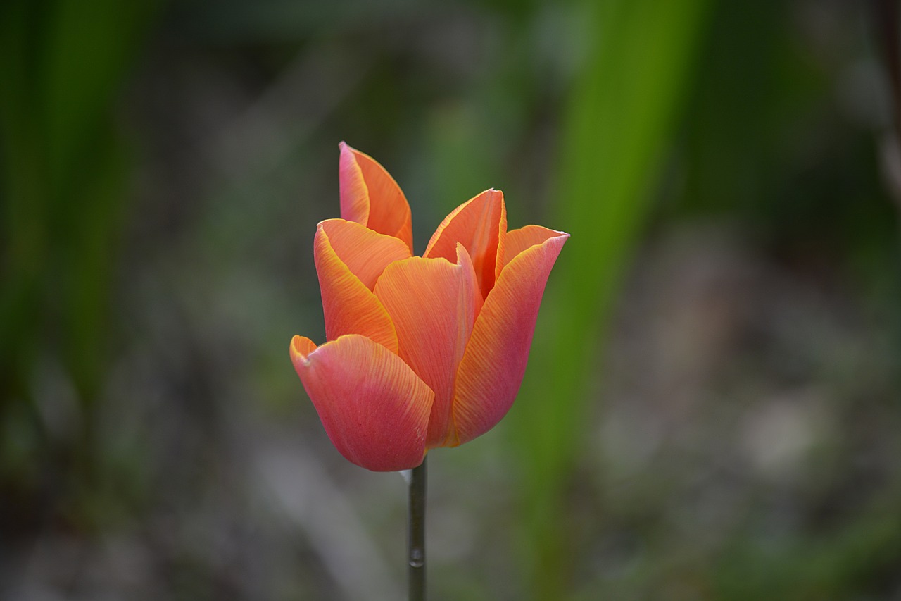 flower tulip spring free photo