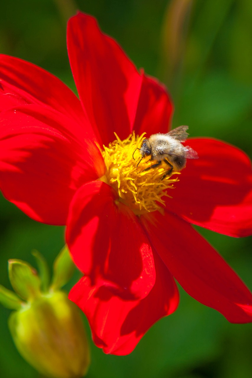 flower bumblebee summer free photo