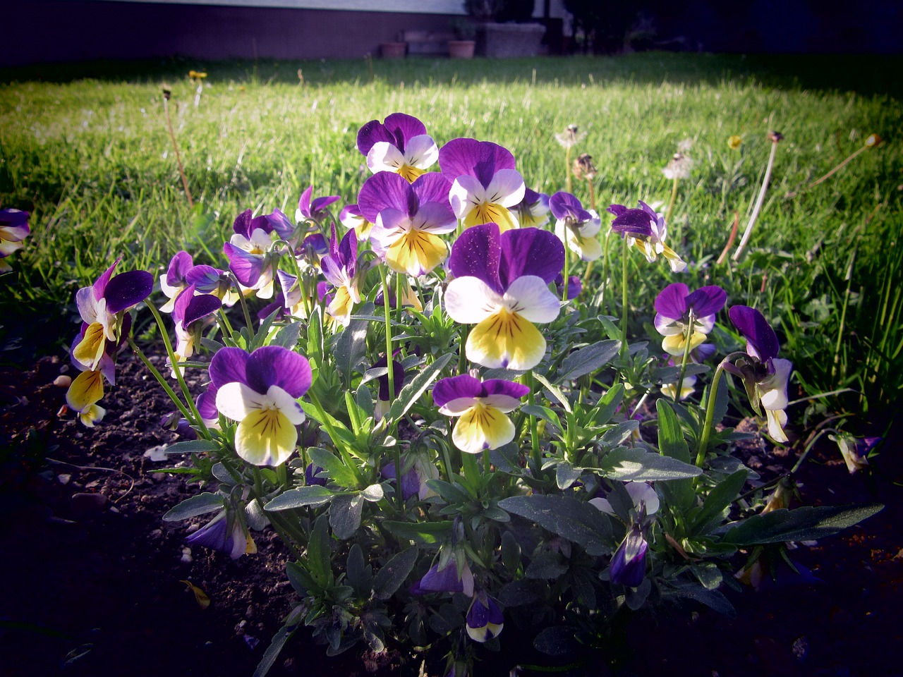 flower garden grass free photo