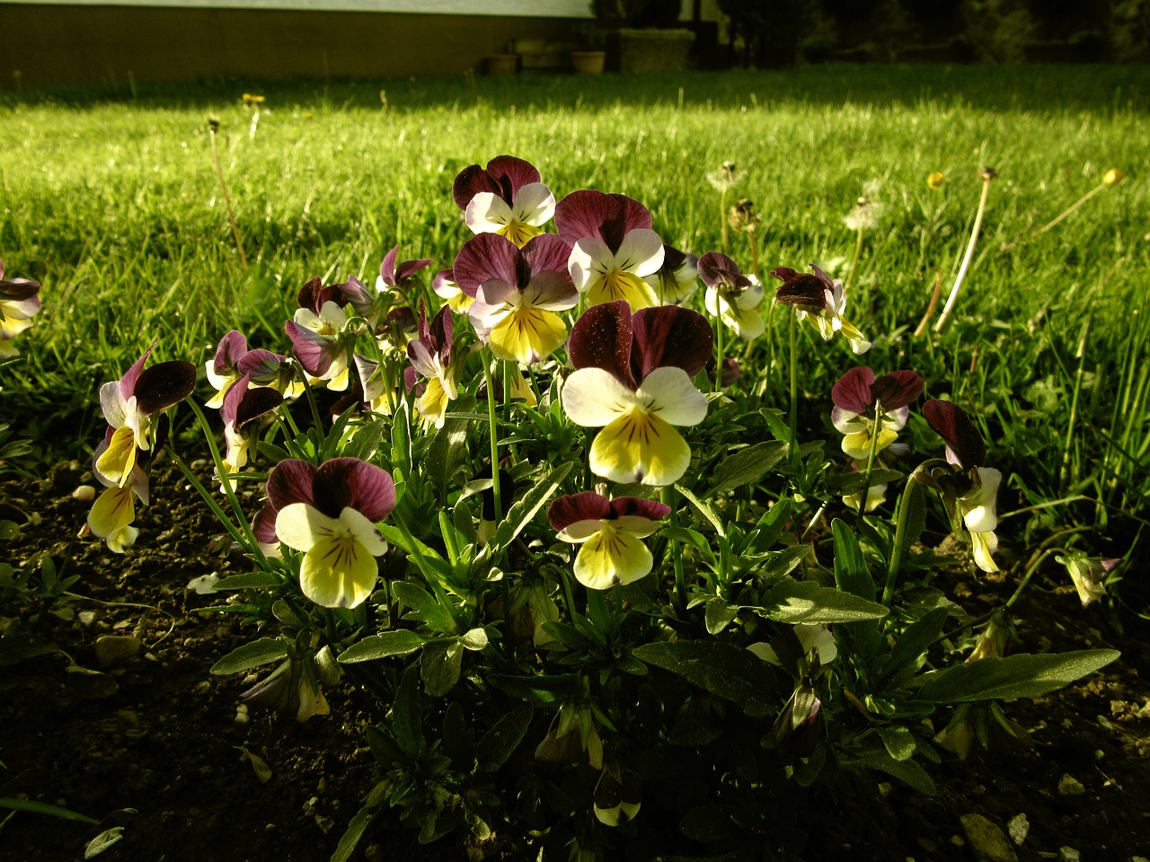 flower garden grass free photo