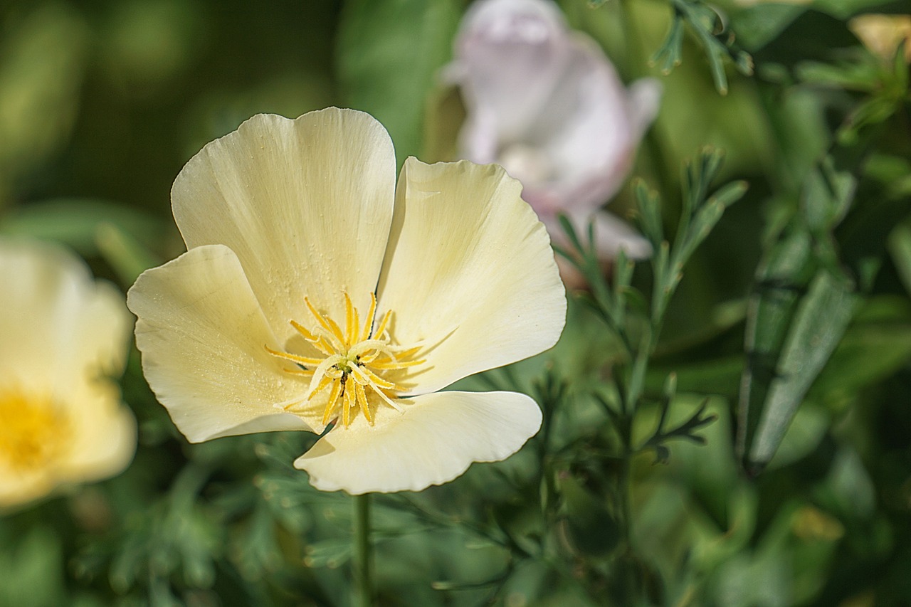 flower flora garden free photo