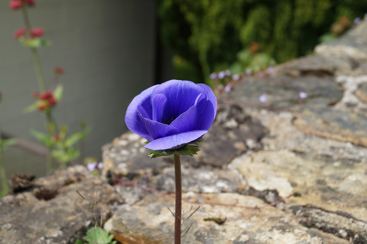 flower purple flower pansy free photo