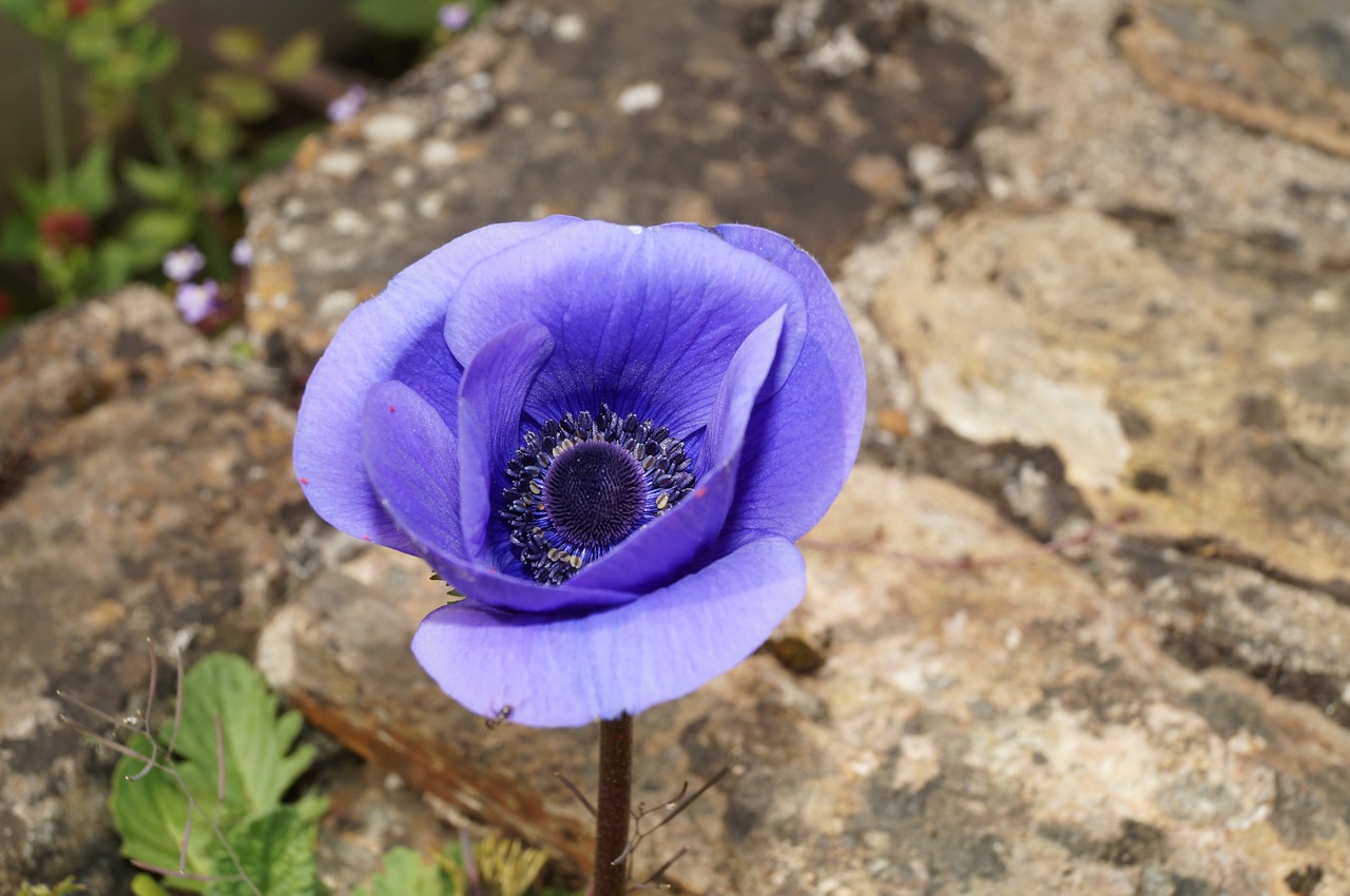 flower purple flower pansy free photo