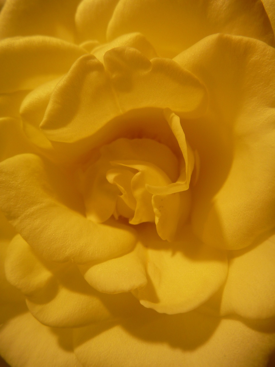 flower petals yellow free photo