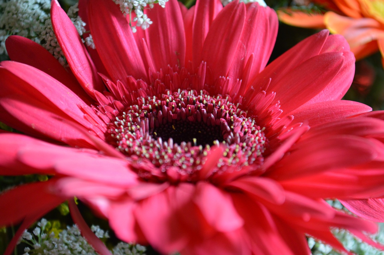 flower red pink free photo