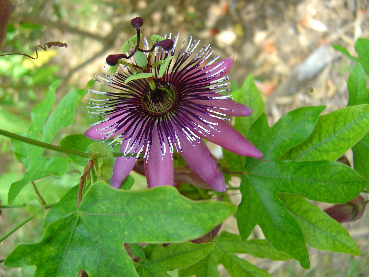 passion flower blossom bloom free photo