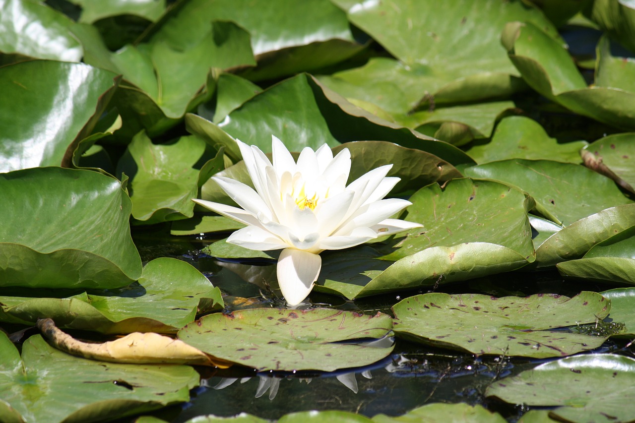 flower pond aquatic plant free photo