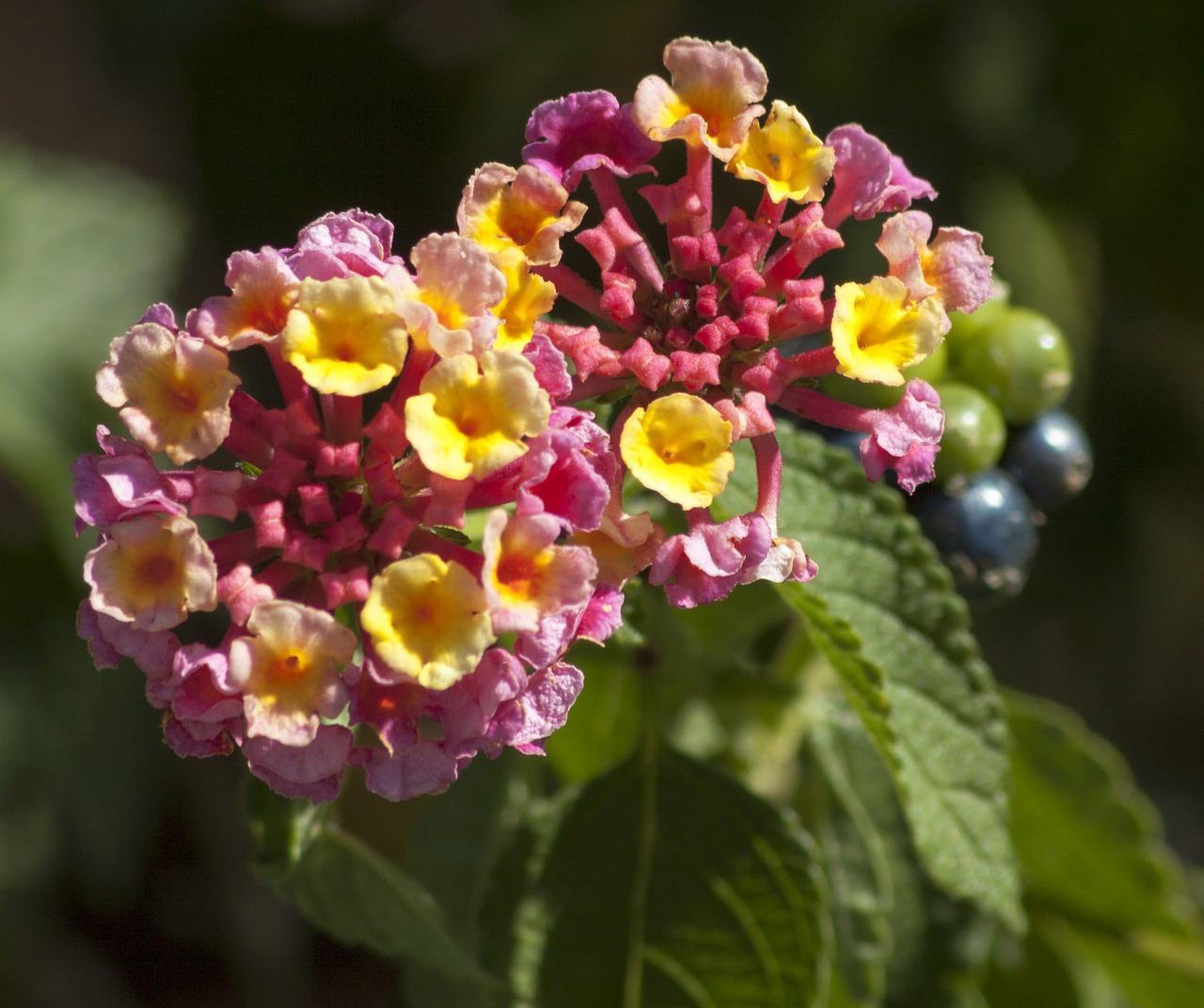 flower macro nature free photo