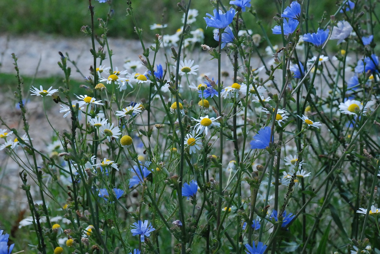 flower wild flower nature free photo