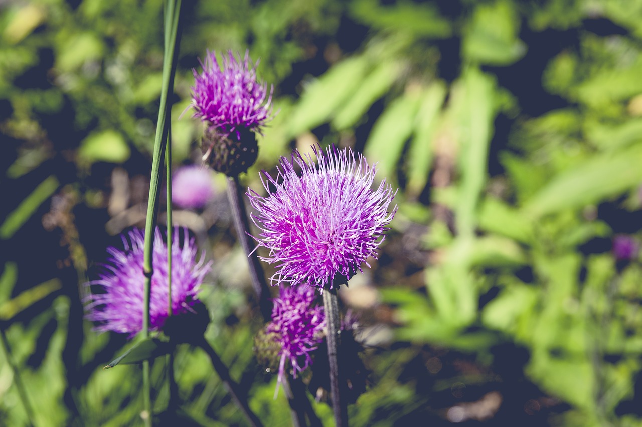 flower meadow nature free photo