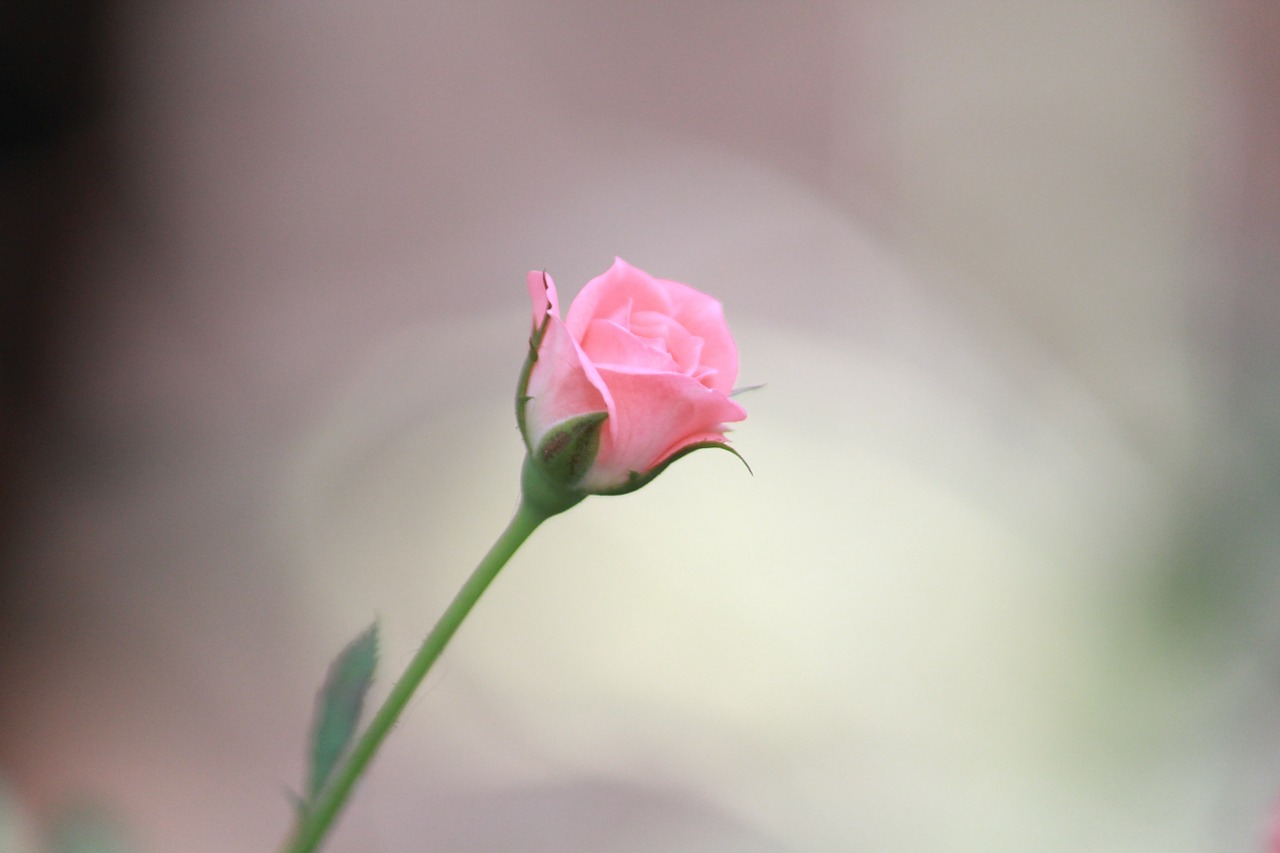 flower rose pink free photo