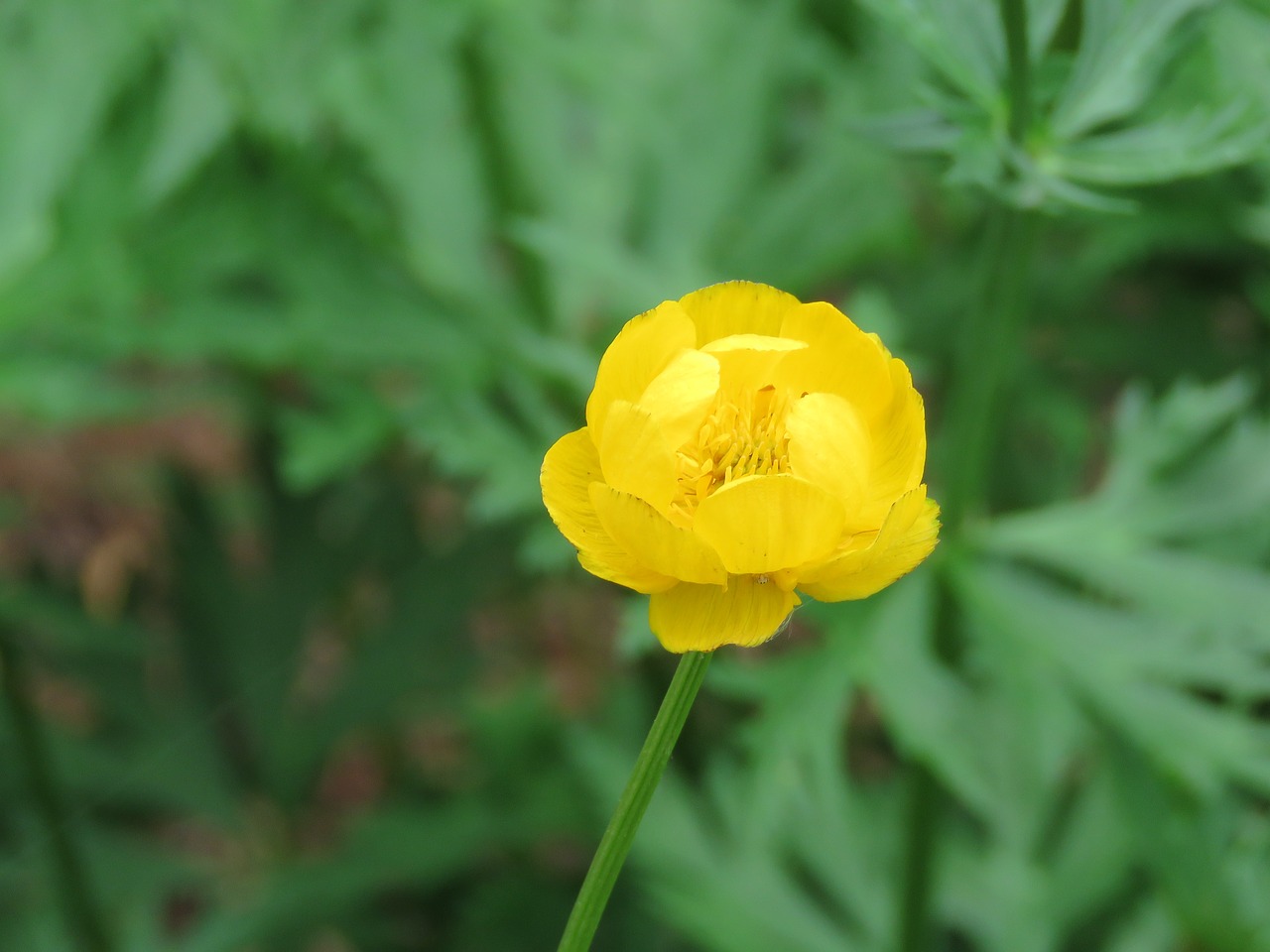 flower yellow plant free photo