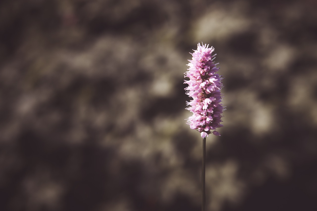 flower park plant purple free photo