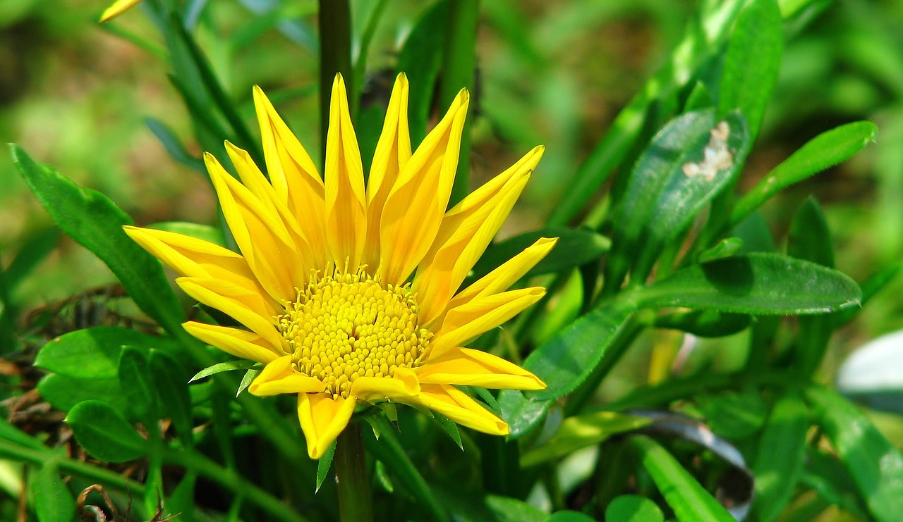 flower yellow plant free photo