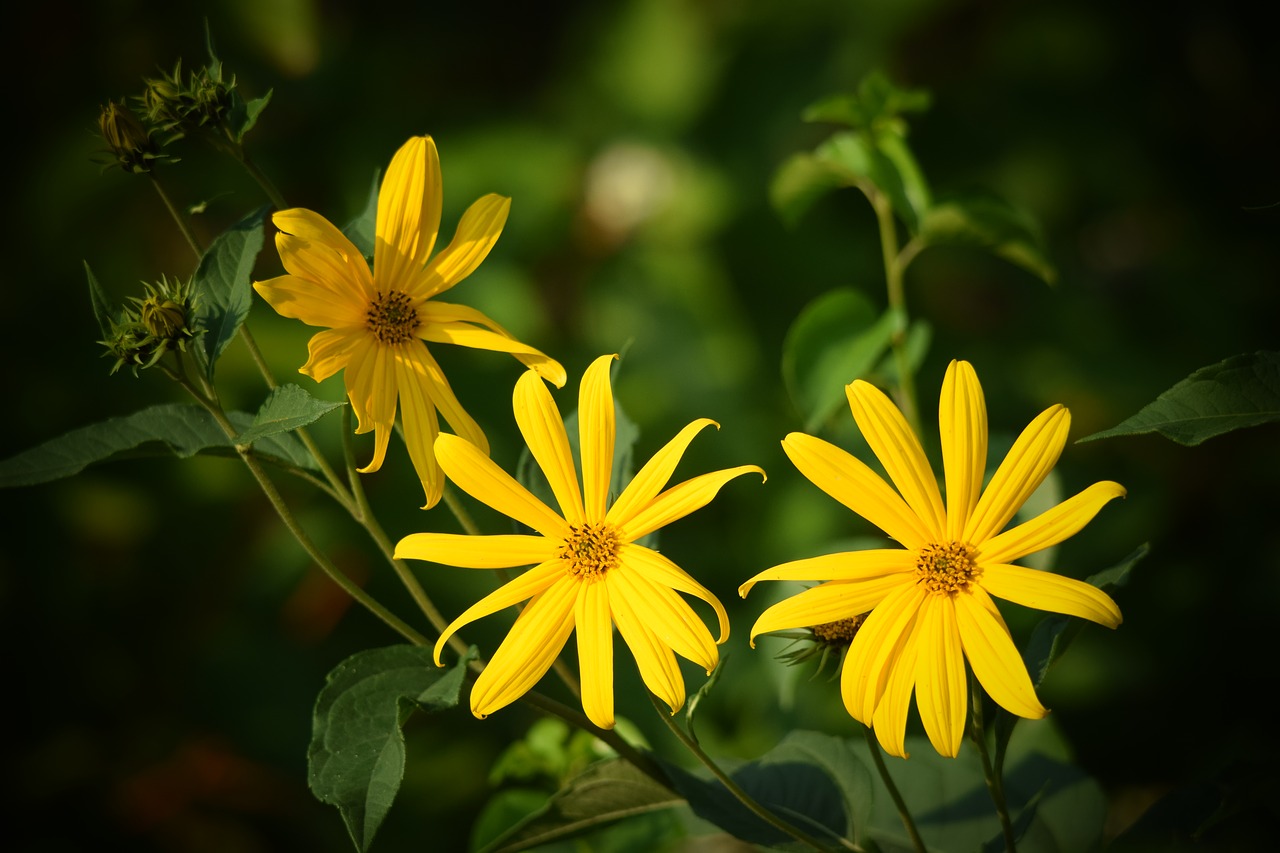 flower nature yellow free photo