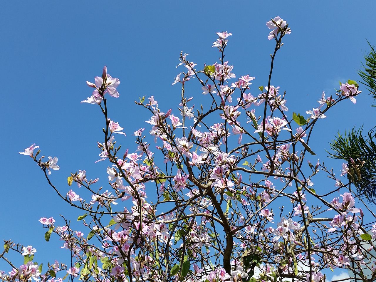 flower nature sky free photo